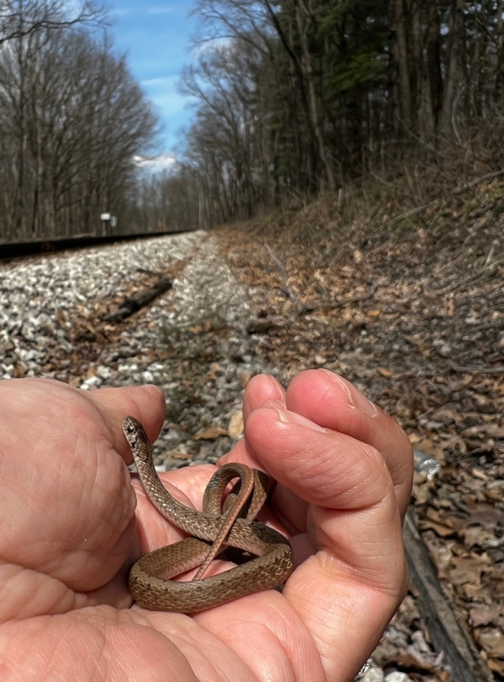 DeKay's Brown Snake